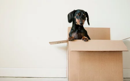 box breathing ein hund in kartonschachtel