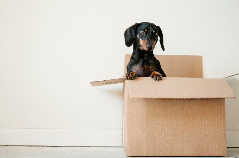 box breathing ein hund in kartonschachtel