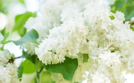 buddleja schneiden und vermehren setzhoelzer