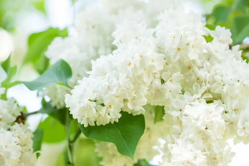 buddleja schneiden und vermehren setzhoelzer