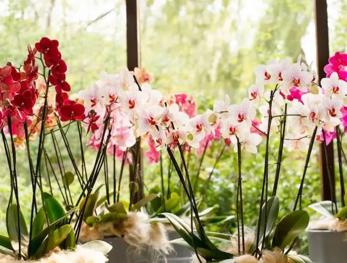 die beste art orchideen wieder zum bluehen zu bringen