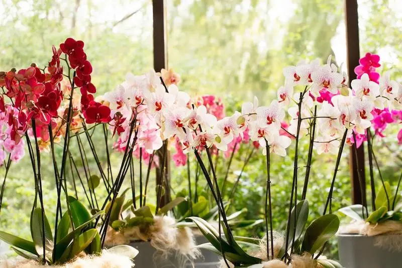 die beste art orchideen wieder zum bluehen zu bringen