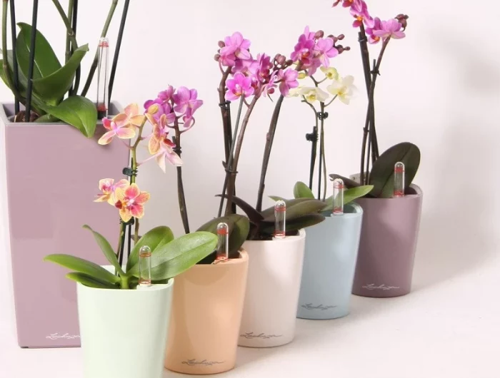 diese tipps helfen orchideen wieder zum bluehen zu bringen