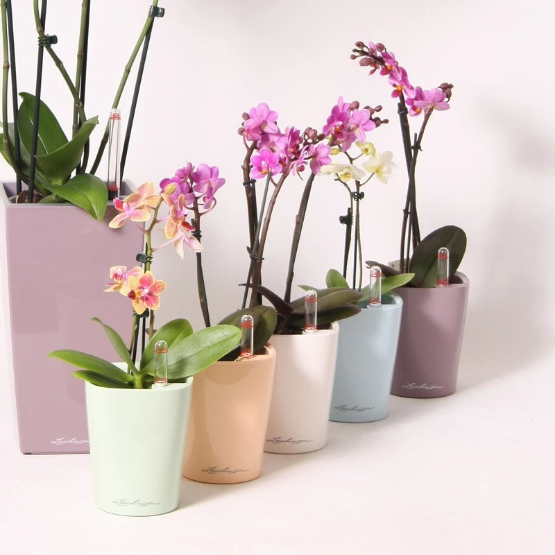 diese tipps helfen orchideen wieder zum bluehen zu bringen