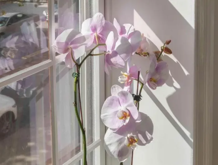 einfache methoden damit ihre orchideen wieder bluehen koennen