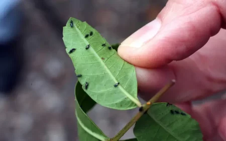 fransenfluegler bekaempfen was hilft gegen gewittertierchen kleine schwarze gewitterfluegel auf blattunterseite