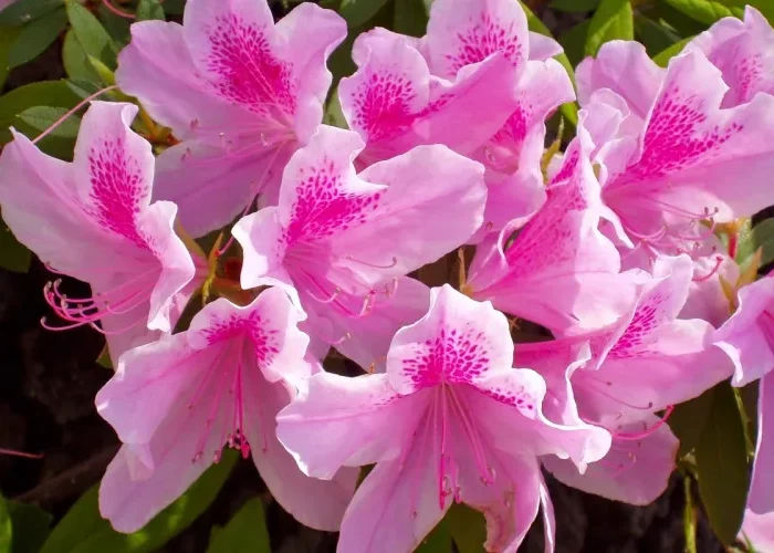 gartenblumen giftig azalea rhododendron