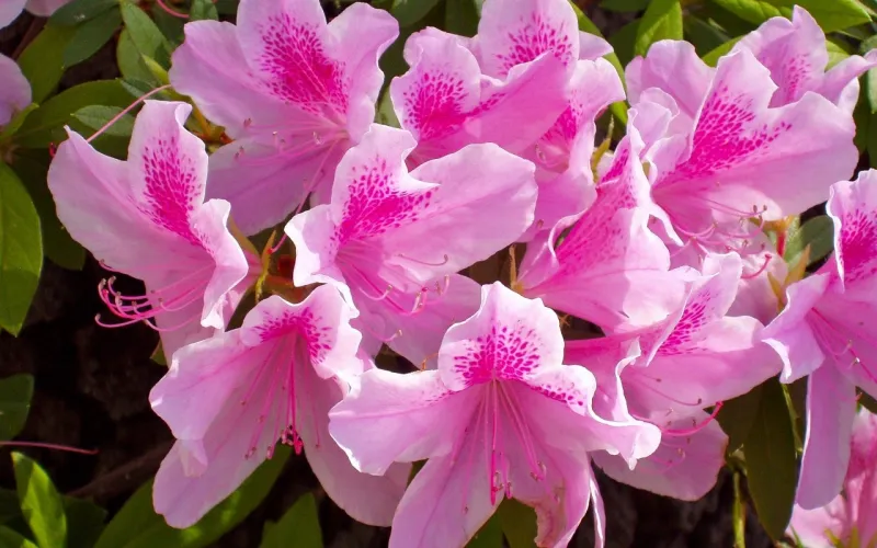 gartenblumen giftig azalea rhododendron