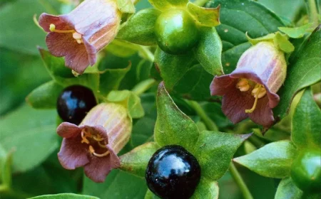 giftige blumen pflanzen atropa belladona schwarzer waldschatten