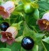 giftige blumen pflanzen atropa belladona schwarzer waldschatten