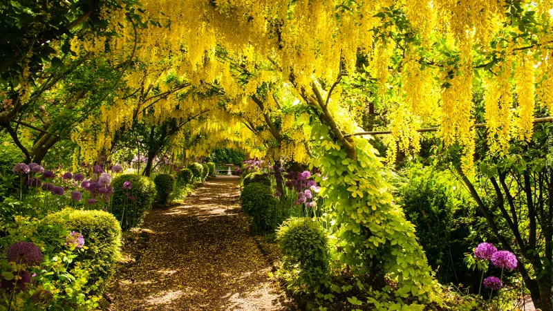 giftige pflanze deutschland zierholz goldregen giftige gartenpflanzen