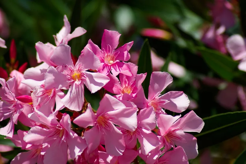 giftigste pflanzen der welt oleander