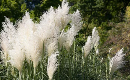 graeser pflanzen und pflegen im garten oer auf dem balkon