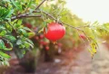 Granatapfelbaum Pflege: Experten teilen ihre Geheimnisse zum Thema!