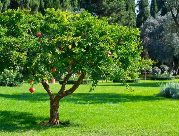 granatapfelbaum pflege granatapfelbaum richtig pflegen wie oft granatapfelbaum giessen grosser granatapfelbaum im garten