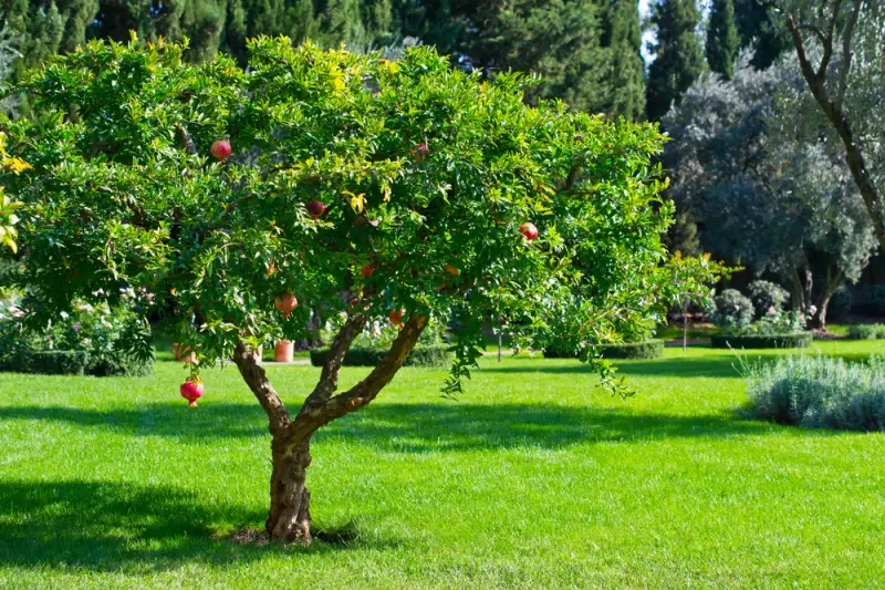 granatapfelbaum pflege granatapfelbaum richtig pflegen wie oft granatapfelbaum giessen grosser granatapfelbaum im garten