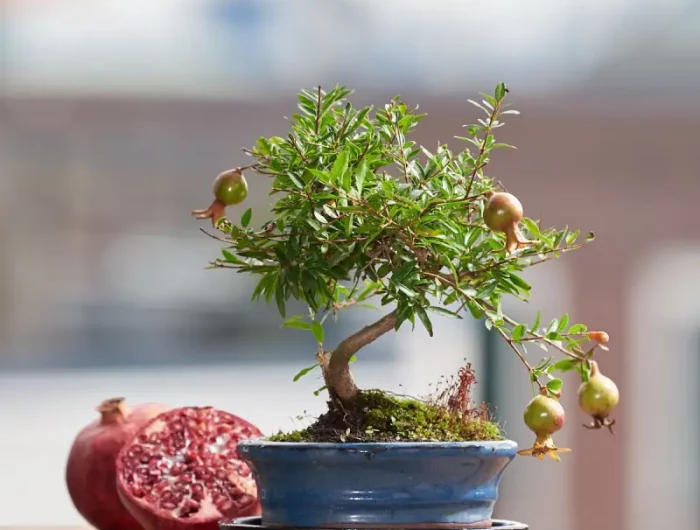 granatapfelbaum pflegen und pflanzen granatapfel bonsai pflege in kleinem blauen topf