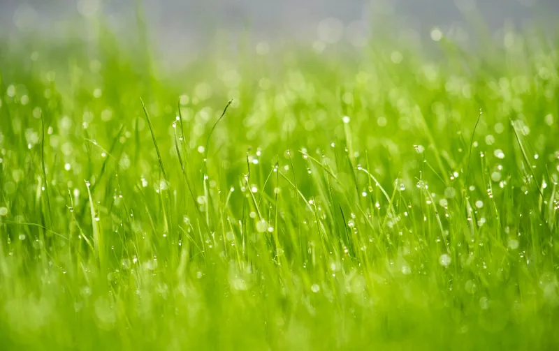 grass im sommer wachsen lassen gegen wasserverschwendung langes gruenes grass