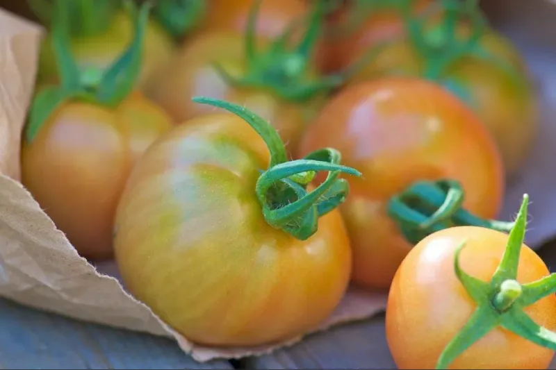 gruene tomaten in papiertueten nachreifen lassen