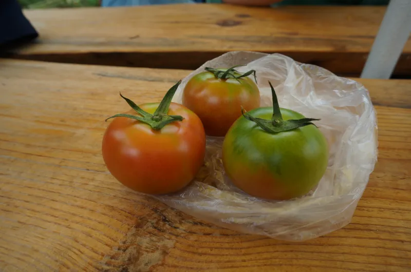 gruene tomaten in plastiktuete nachreifen lassen