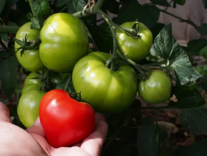 gruene tomaten nachreifen im innenraum