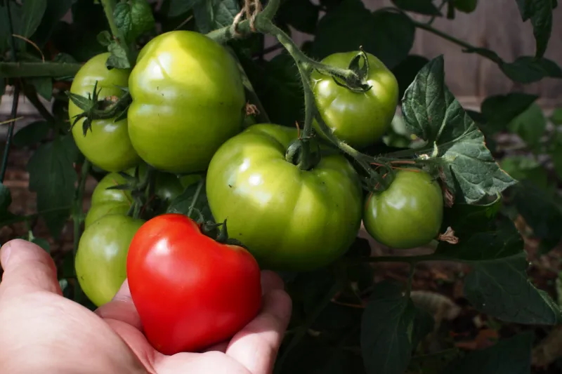 gruene tomaten nachreifen im innenraum