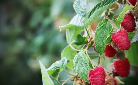 himbeeren schneiden und duengen himbeeren im topf pflege rote reife himbeeren von nah