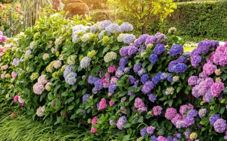 hortensie im sommer vor sonnenbrand retten tipps