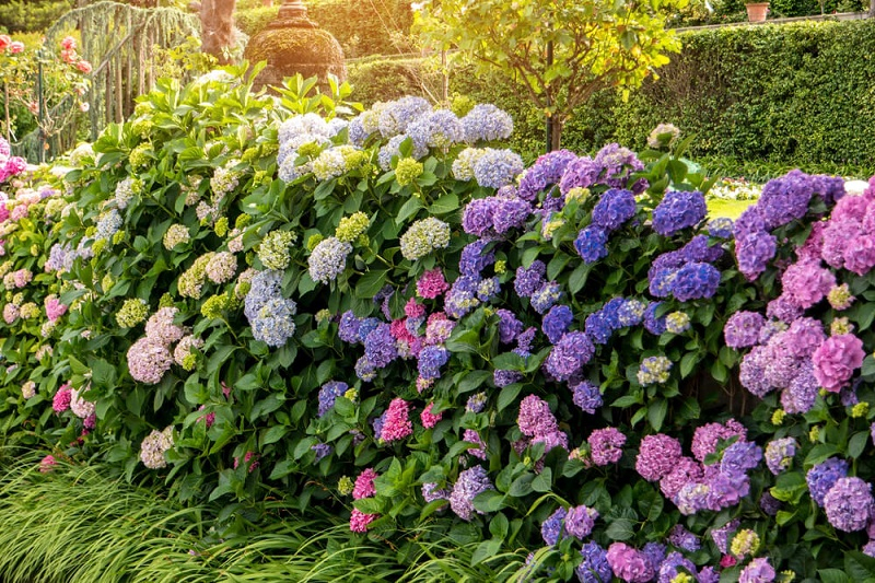 hortensie im sommer vor sonnenbrand retten tipps