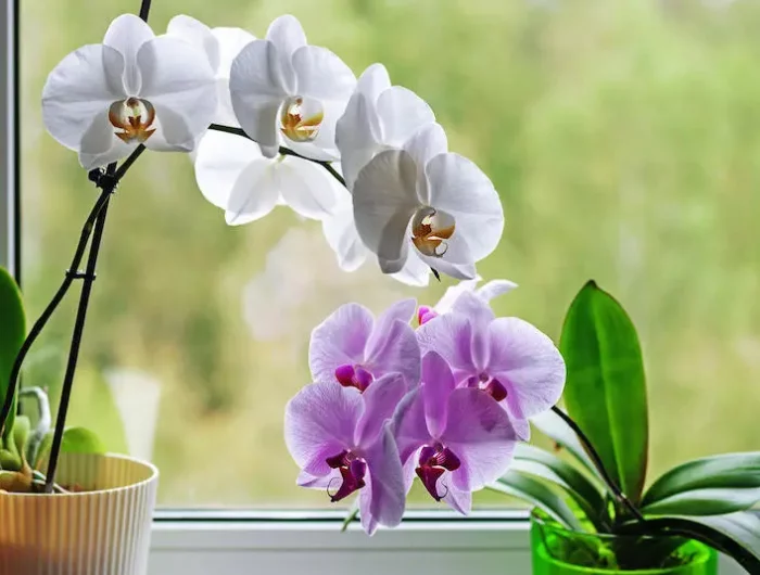 ihre orchidee wird das ganze jahr ueber bluehen
