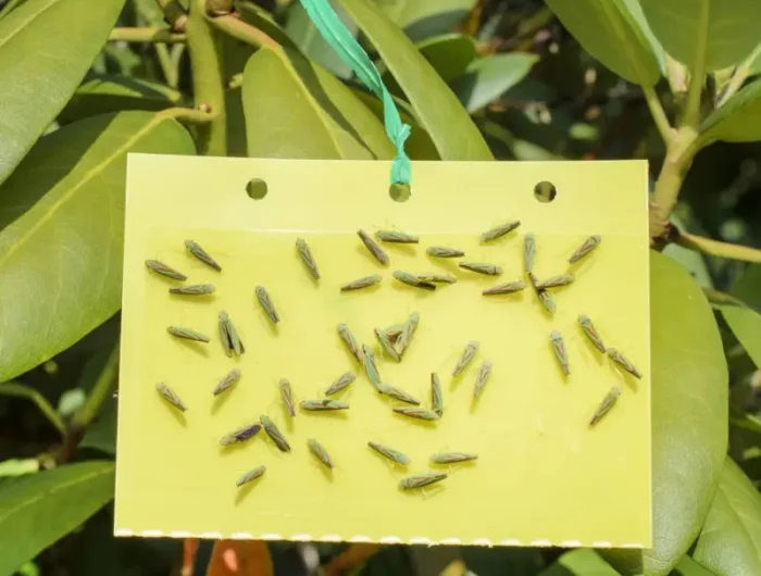 in welchen monaten zirpen zikaden zikaden larve bekaempfen hausmittel gelbtafeln mit angefangenen zikaden
