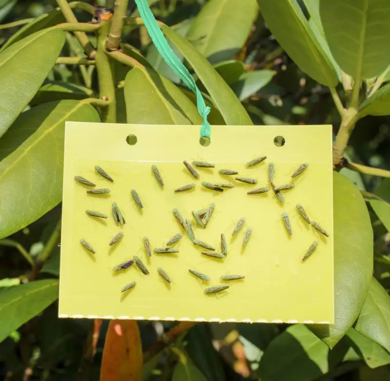 in welchen monaten zirpen zikaden zikaden larve bekaempfen hausmittel gelbtafeln mit angefangenen zikaden