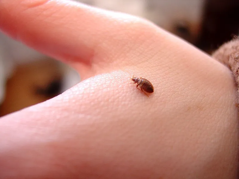 insekten im haus bettwanzen behandeln informationen tipps