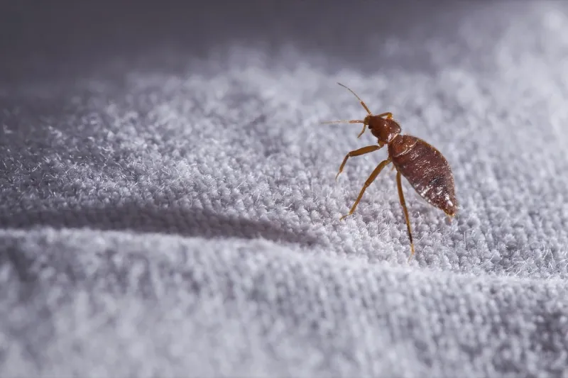 insekten loswerden bettwanze auf einem tuch 