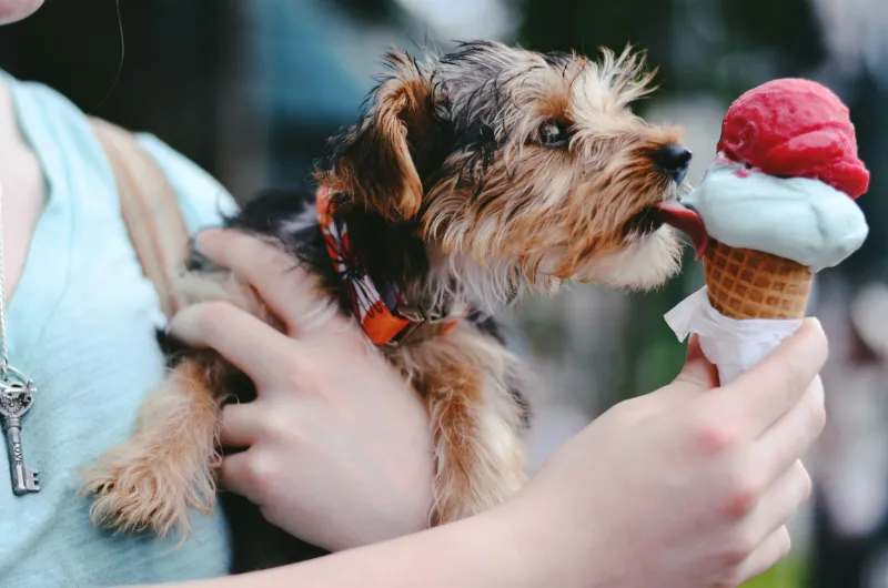 joghurt eis selber machen verschiedene rezepte einfahc