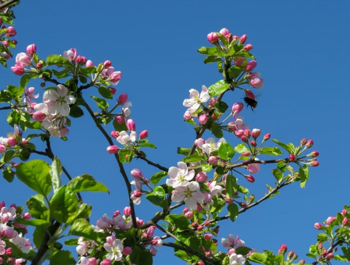 jungen apfelbaum schneiden apfelbluehten zweige baum