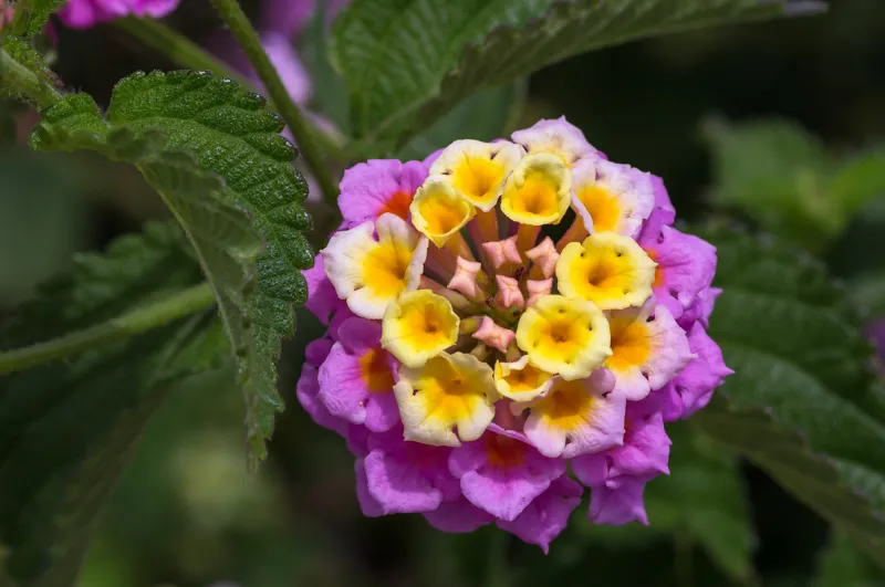 lantana prachtvolles ziergehoelz fuer garten oder balkon