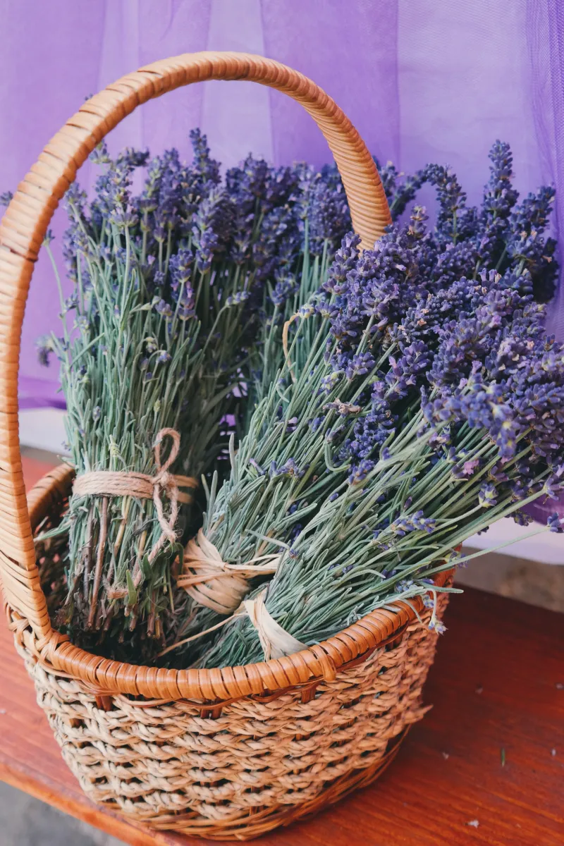 lavendel trocknen lassen ätherische öle damit keine wespen kommen