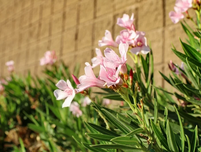 oleander blüht nicht nach rückschnitt warum tipps fuer ueppige bluehte