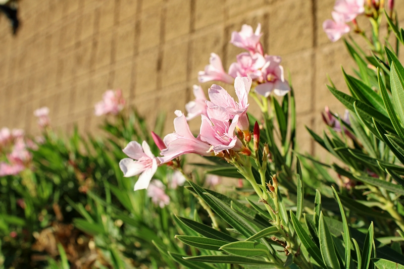 oleander blüht nicht nach rückschnitt warum tipps fuer ueppige bluehte