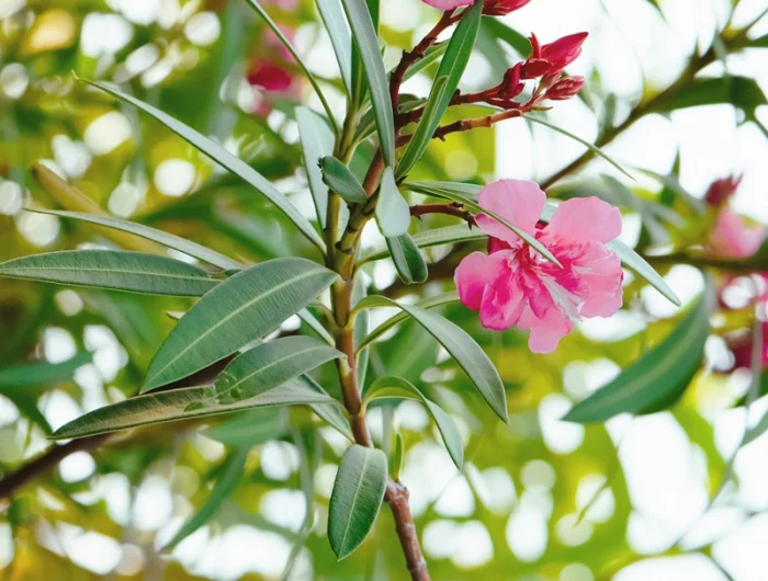 oleander blüht nicht nach rückschnitt wie die pflanze zum blouehen bringen