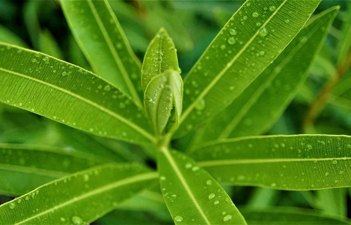 oleander blüht nicht trotz knospen oleanderblaetter