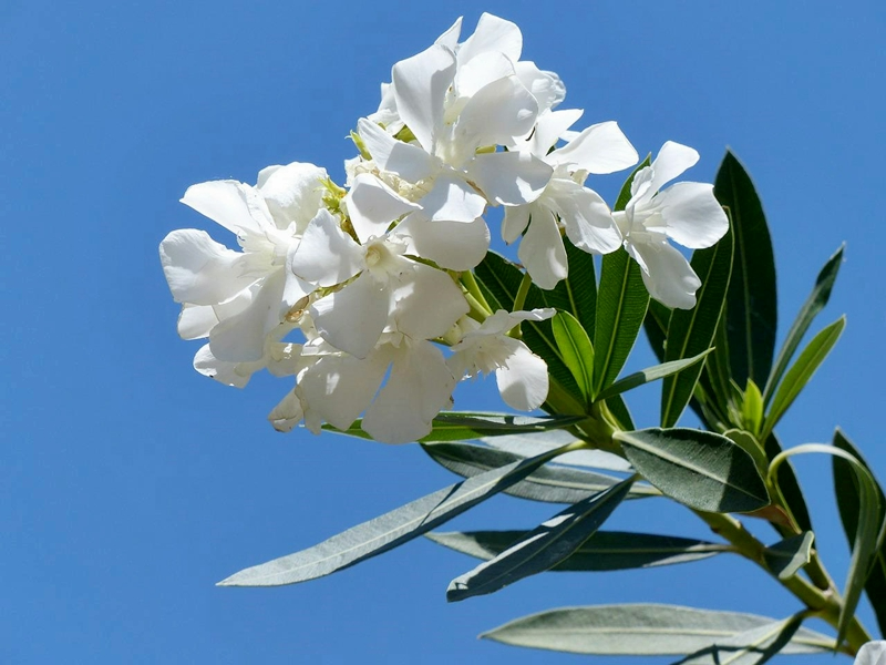 oleander blüht nicht trotz knospen weisse oleanderpflanze