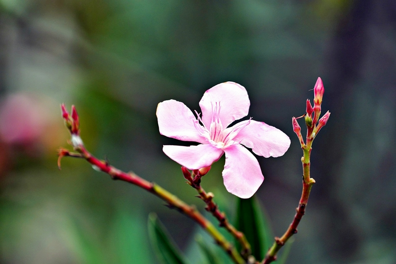 oleander bueht nicht moegliche ursachen und tipps