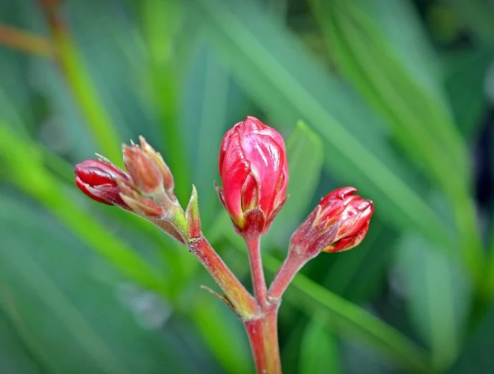 oleander bueht nicht rosa bluetenknospen gartenstrauch buehtezeit