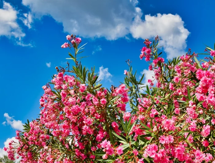 oleander bueht nicht strauch gartenstrauch mit rosa bluehten