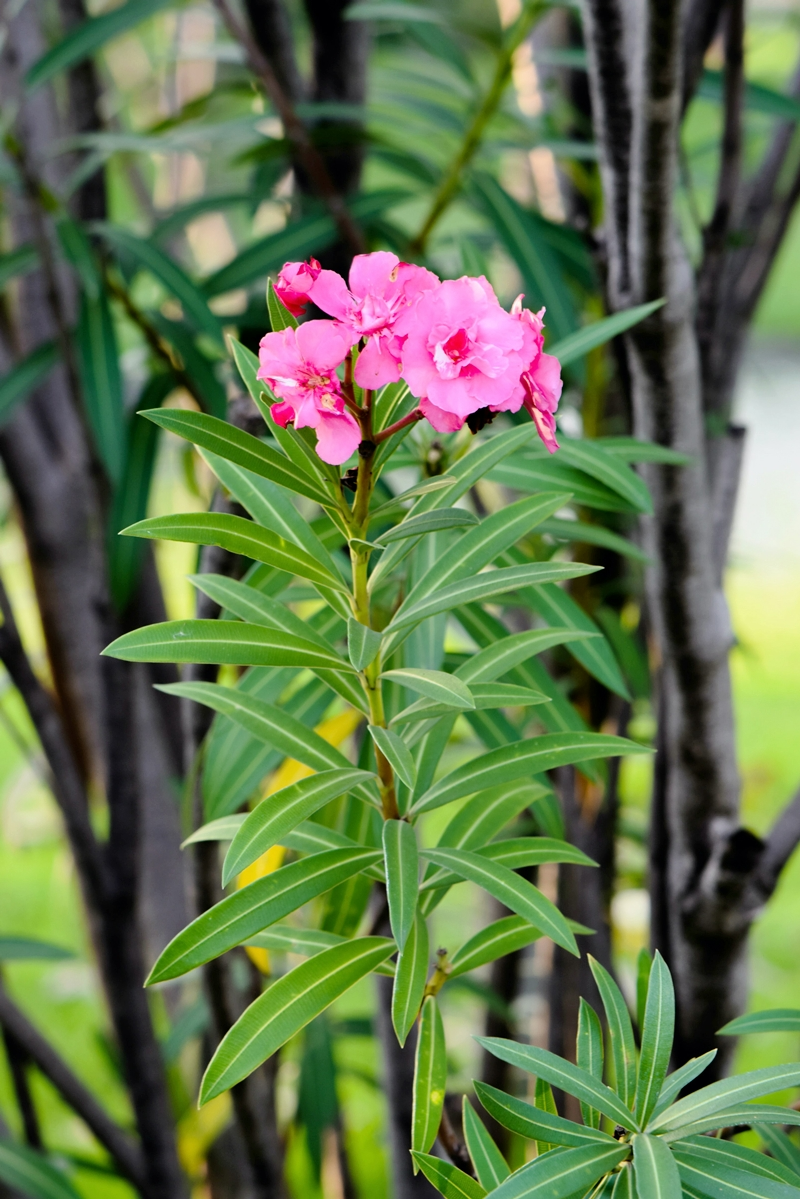 oleander pflege im topf fuer eine ueppige bluehte