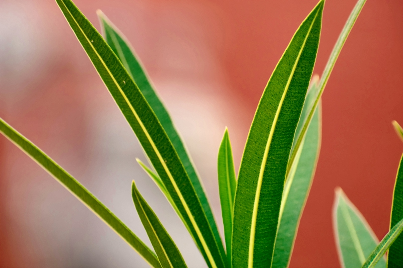 oleander pflege im topf wichtige tipps fuer richtige pflege