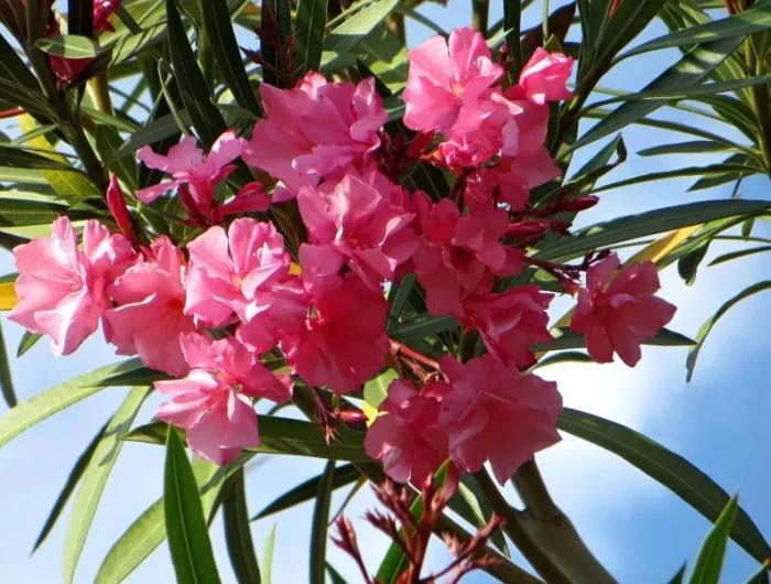 oleander toedliche pflanzen