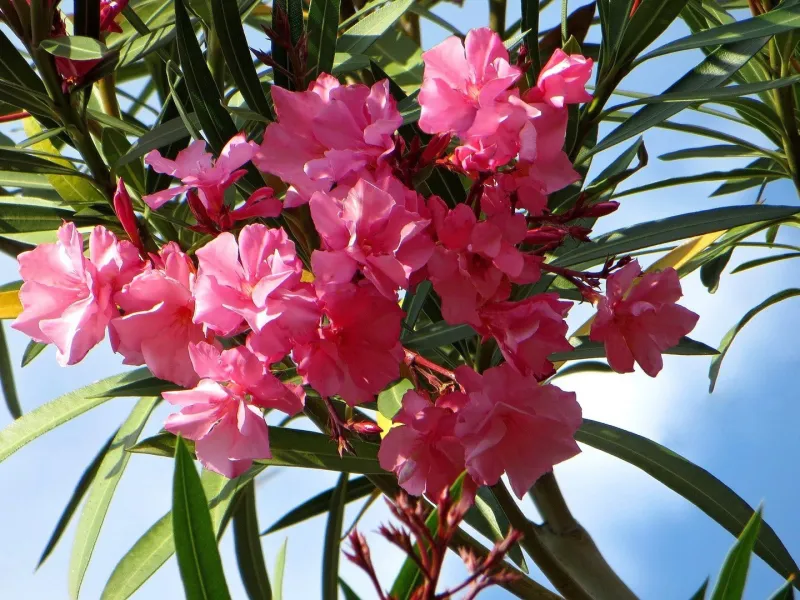 oleander toedliche pflanzen